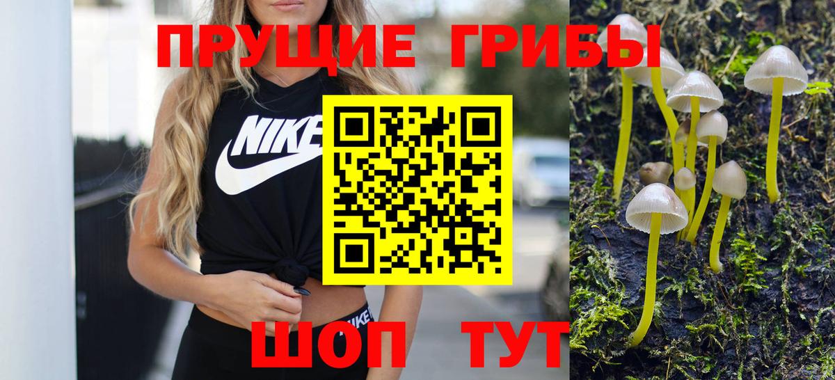 Галлюциногенные грибы Psilocybine cubensis Ставрополь